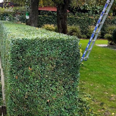 Une haie bien taillée par un paysagiste